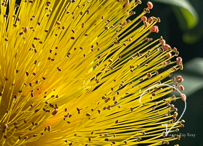 Sunburst